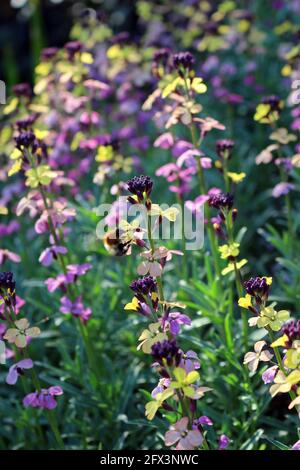 Farbenfrohe Erysimum-Sorte `Chelsea Jacket` Stockfoto